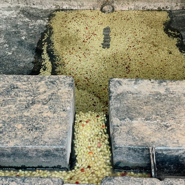 KENYA KIAMBU GITITU LOT 6069